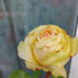 Meet your Posher, Pelma